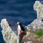 Den gäckande lunnen | Lunnefåglar på Runde Lunnefågel på Runde