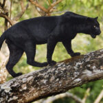 Äntligen möts vi Bagheera – Möte med en svart panter Jan Fleischmann | Svart leopard i Kabini | Panter