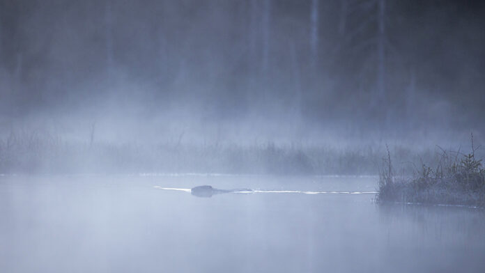 Bäver i Värmland