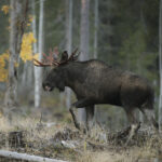 Den svårflörtade älgen Älgtjur