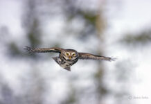 Sparvugglans väg till bokomslag Flygande Sparvuggla