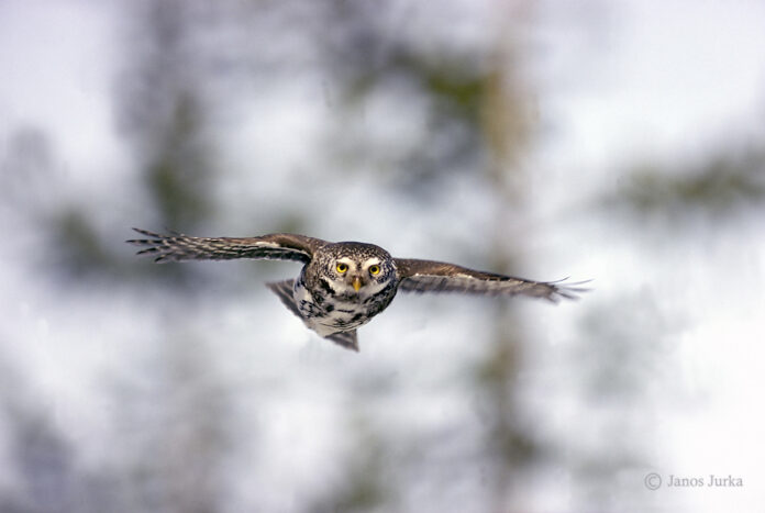 Flygande Sparvuggla