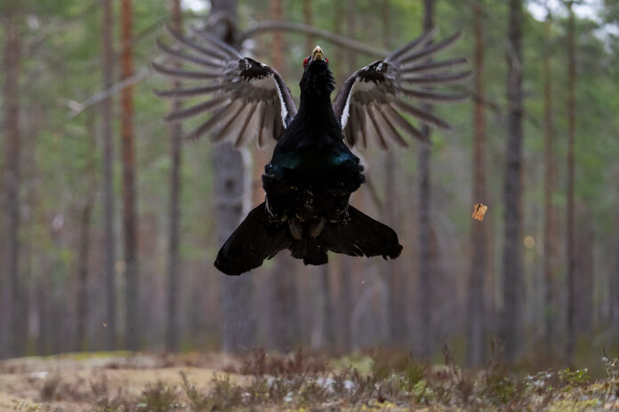 Tjädertupp