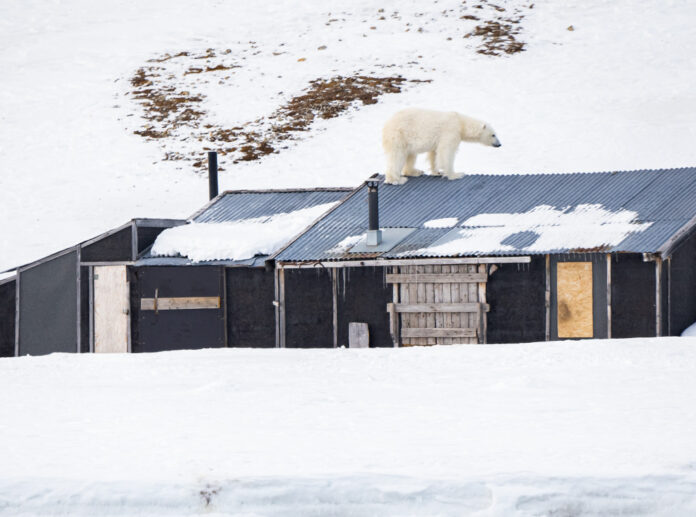 Isbjörn på svalbard