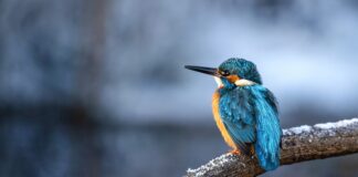 Kungfiskare i bister kyla. Kungsfiskare