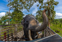 Från skräck till frihet elefant på lastbil