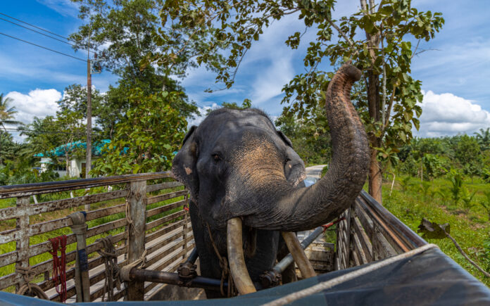 elefant på lastbil