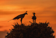 Savannen i färg eller svartvitt sekreterarfåglar i soluppgång