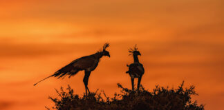 Savannen i färg eller svartvitt sekreterarfåglar i soluppgång