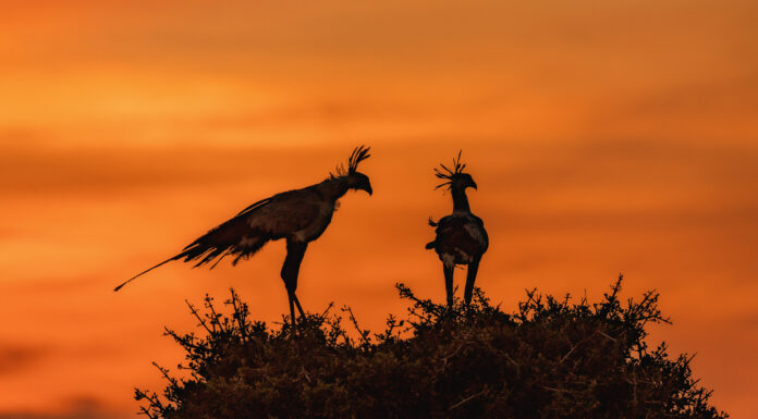 Savannen i färg eller svartvitt sekreterarfåglar i soluppgång