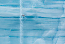 Linjer som skapar det intressanta – Stormfågel Stormfågel på Svalbard