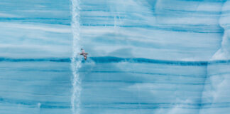 Linjer som skapar det intressanta – Stormfågel Stormfågel på Svalbard