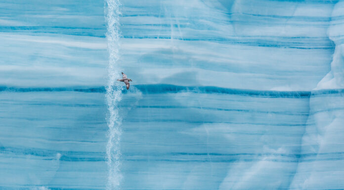 Linjer som skapar det intressanta – Stormfågel Stormfågel på Svalbard