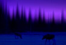 Att ständigt komma tillbaka, för att kunna gå vidare… älgar