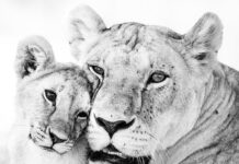 Att rädda det omöjliga – Lejon i high key lejonhona med unge