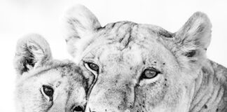 Att rädda det omöjliga – Lejon i high key lejonhona med unge