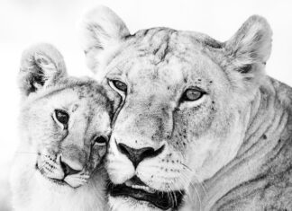 Att rädda det omöjliga – Lejon i high key lejonhona med unge