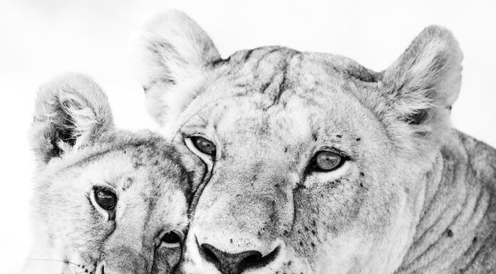 Att rädda det omöjliga – Lejon i high key lejonhona med unge