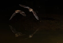 Att fotografera fladdermöss fladdermöss