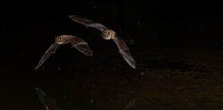 Att fotografera fladdermöss fladdermöss