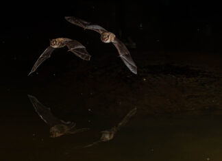 Att fotografera fladdermöss fladdermöss