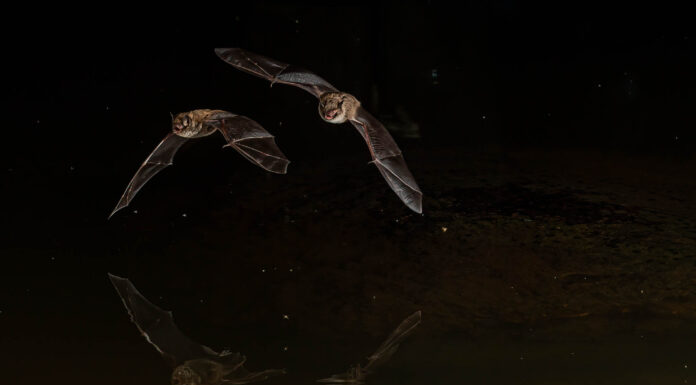 Att fotografera fladdermöss fladdermöss