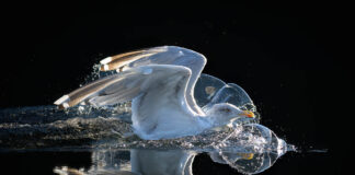 Vit mot svart trut mot svart bakgrund