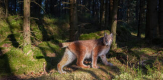 I lodjurets spår – Att fotografera lodjur Lodjur i Halland