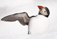 Lunnefåglarnas blodiga kamp på Hornöya Blodig lunnefågel