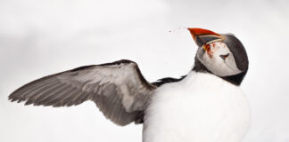 Lunnefåglarnas blodiga kamp på Hornöya Blodig lunnefågel