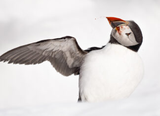 Lunnefåglarnas blodiga kamp på Hornöya Blodig lunnefågel
