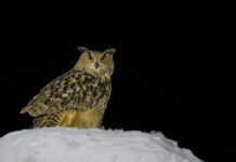 Berguv från gömsle