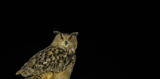 Berguv från gömsle