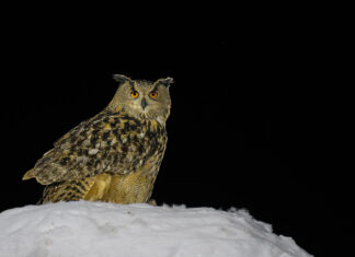 Berguv från gömsle