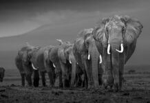 Vid Bergets Fot Elephants walking in single file.