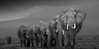 Vid Bergets Fot Elephants walking in single file.