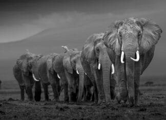 Vid Bergets Fot Elephants walking in single file.