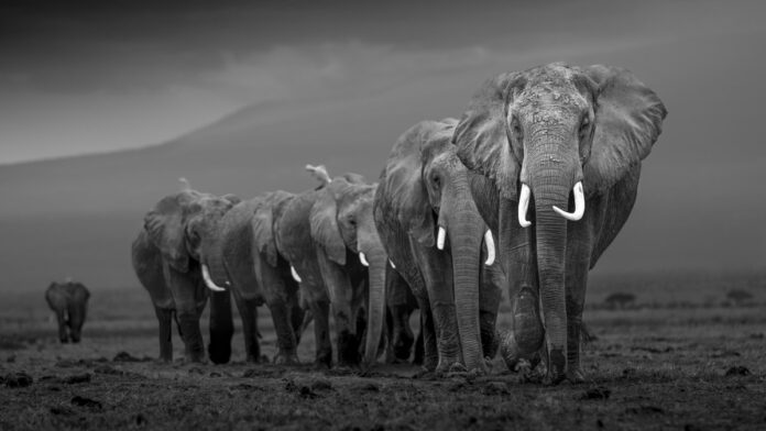 Elephants walking in single file.