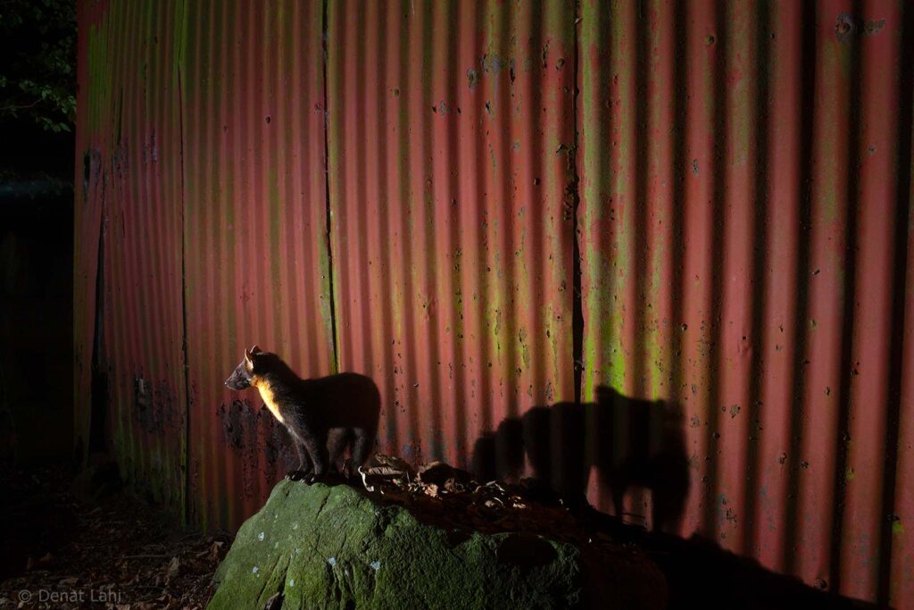 Skogsmård i industrimiljö