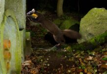 17-årig naturfotograf fångar skogsmård i industrimiljöer