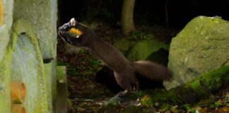 17-årig naturfotograf fångar skogsmård i industrimiljöer