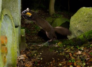 17-årig naturfotograf fångar skogsmård i industrimiljöer