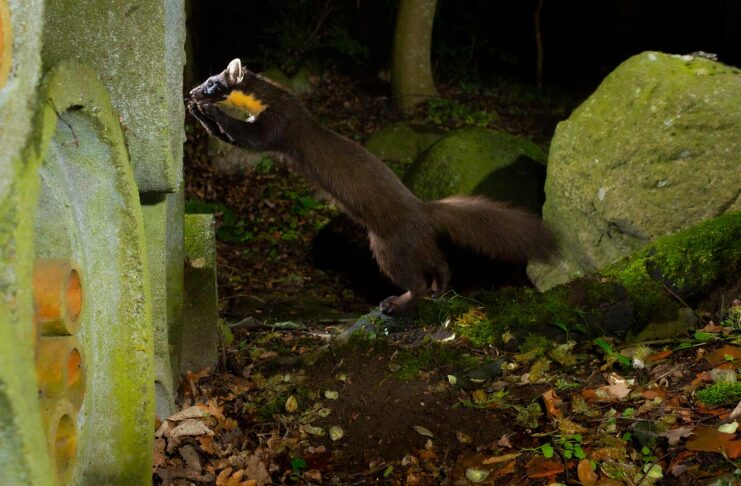 17-årig naturfotograf fångar skogsmård i industrimiljöer